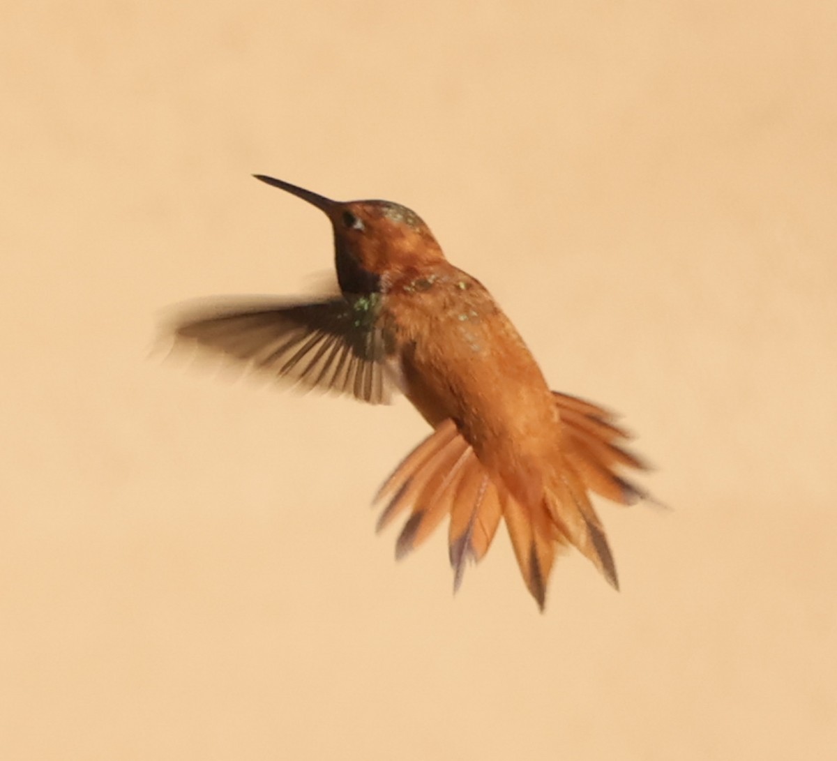 Rufous Hummingbird - ML640142349