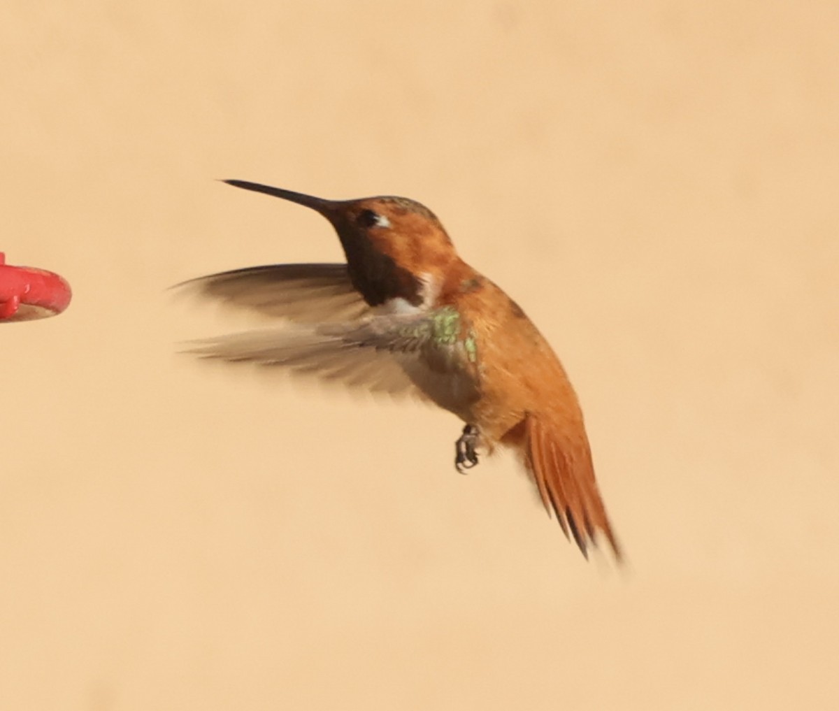 Rufous Hummingbird - ML640142350