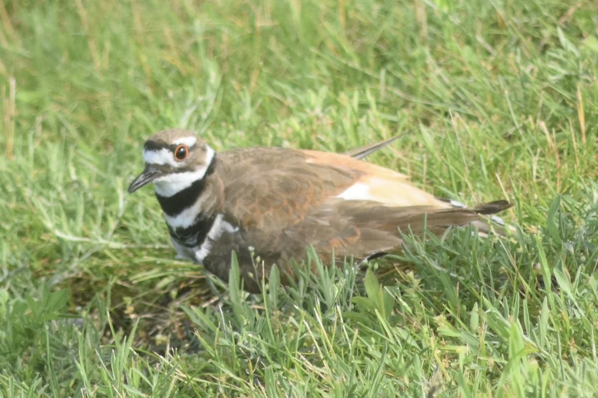 kulík rezavoocasý - ML640142409