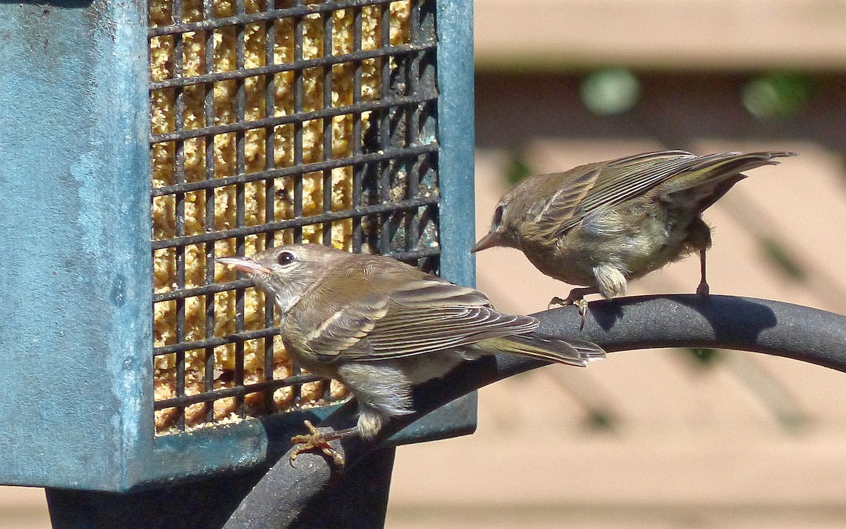 Pine Warbler - ML640142439