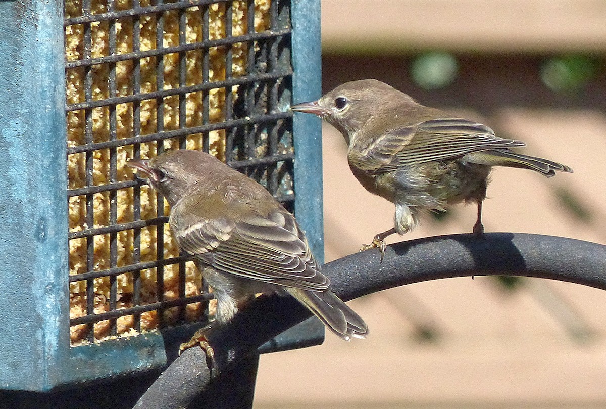 Pine Warbler - ML640142451