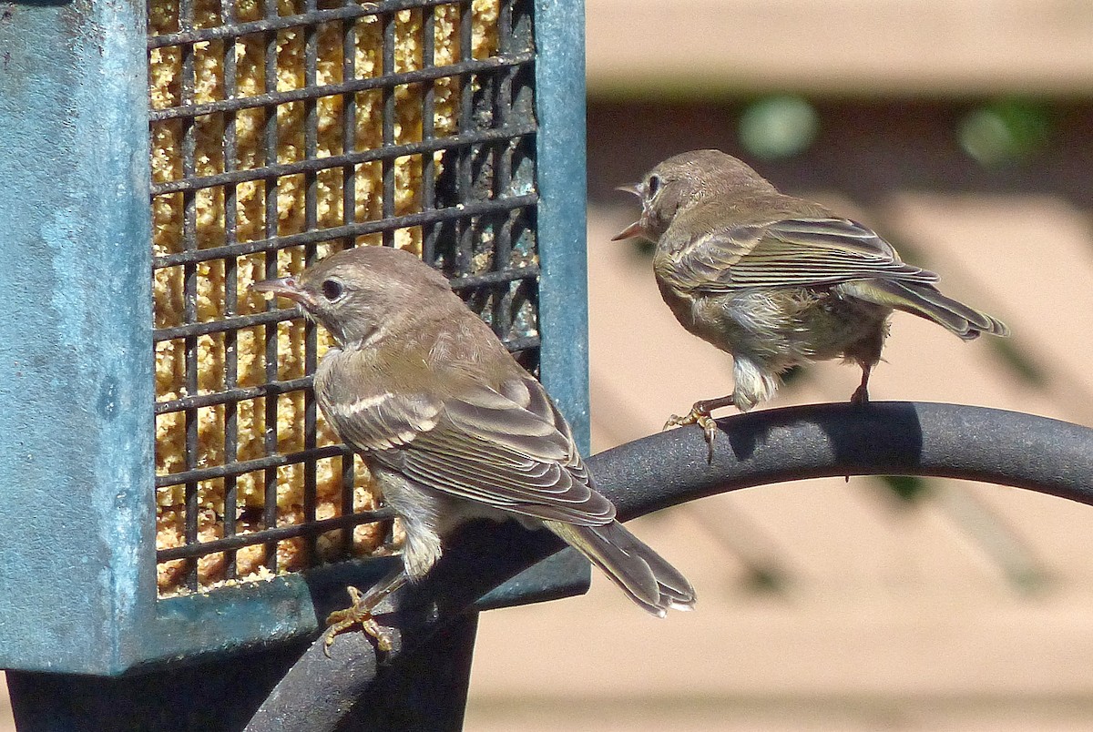 Pine Warbler - ML640142457