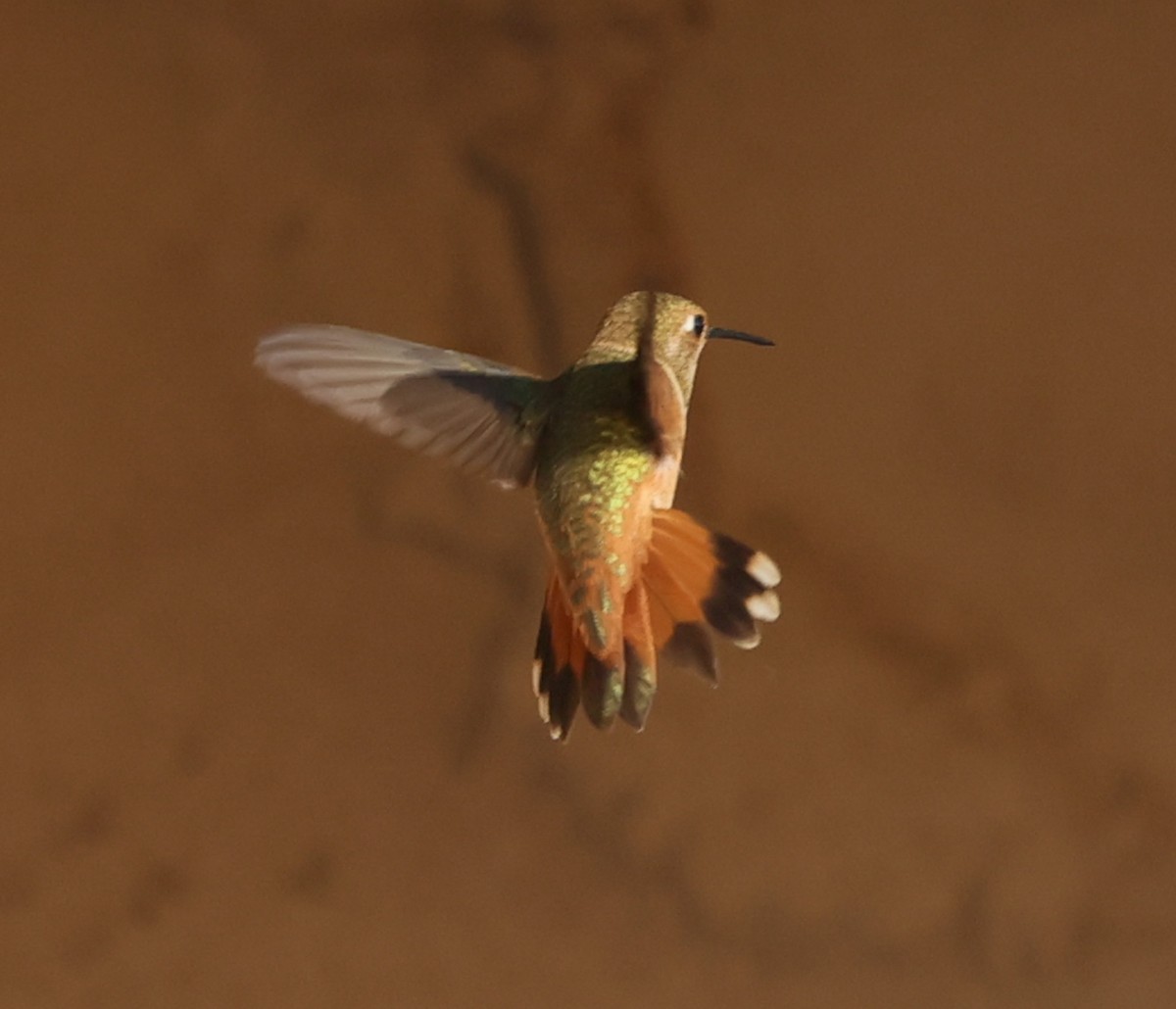 Rufous Hummingbird - ML640142470