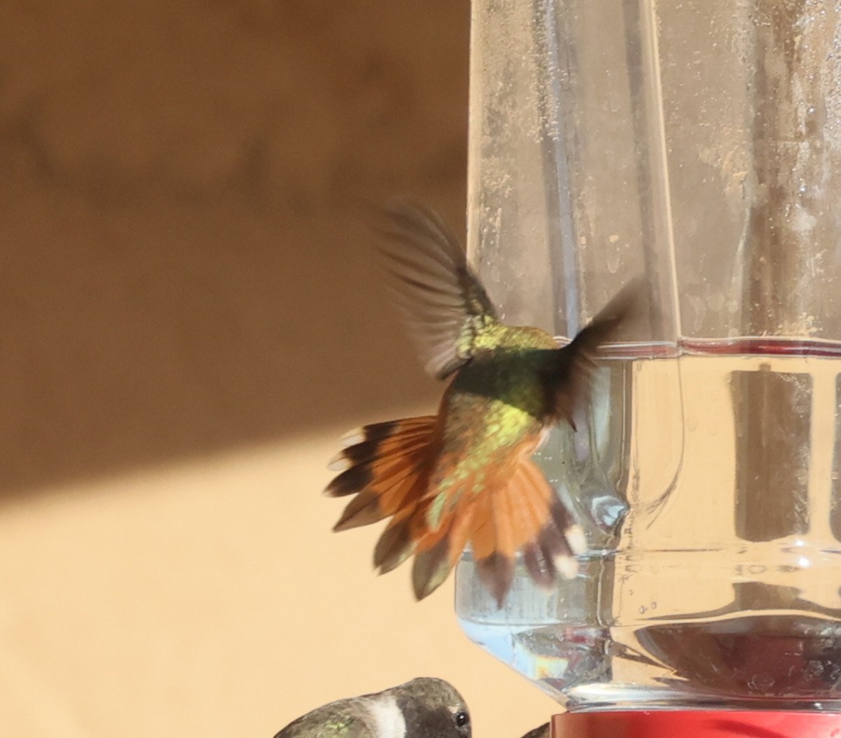 Rufous Hummingbird - ML640142471