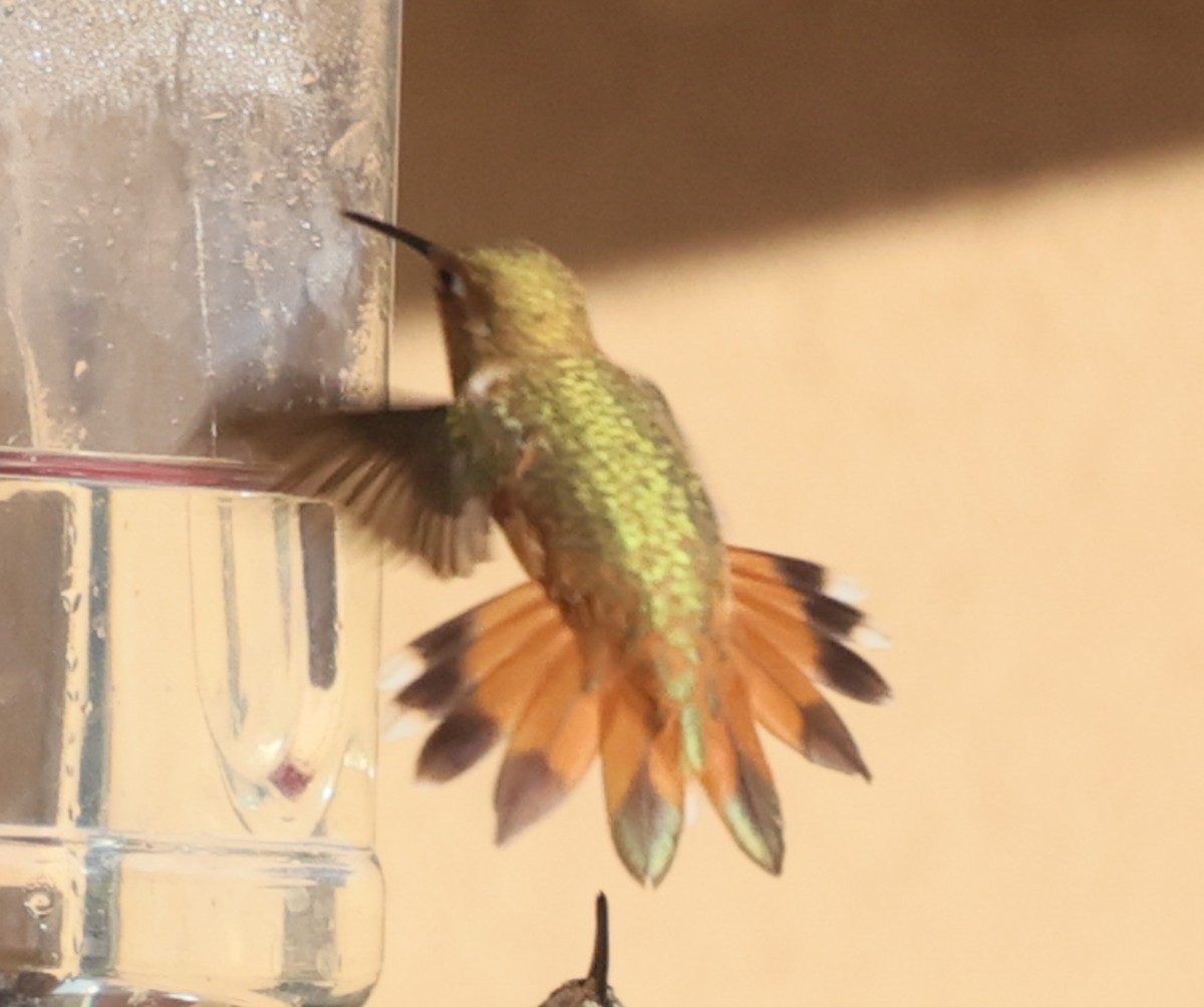 Rufous Hummingbird - ML640142472