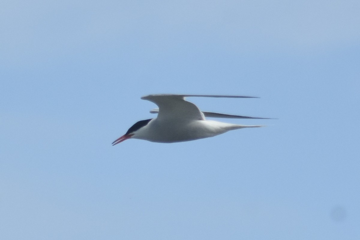 rybák obecný - ML640142484