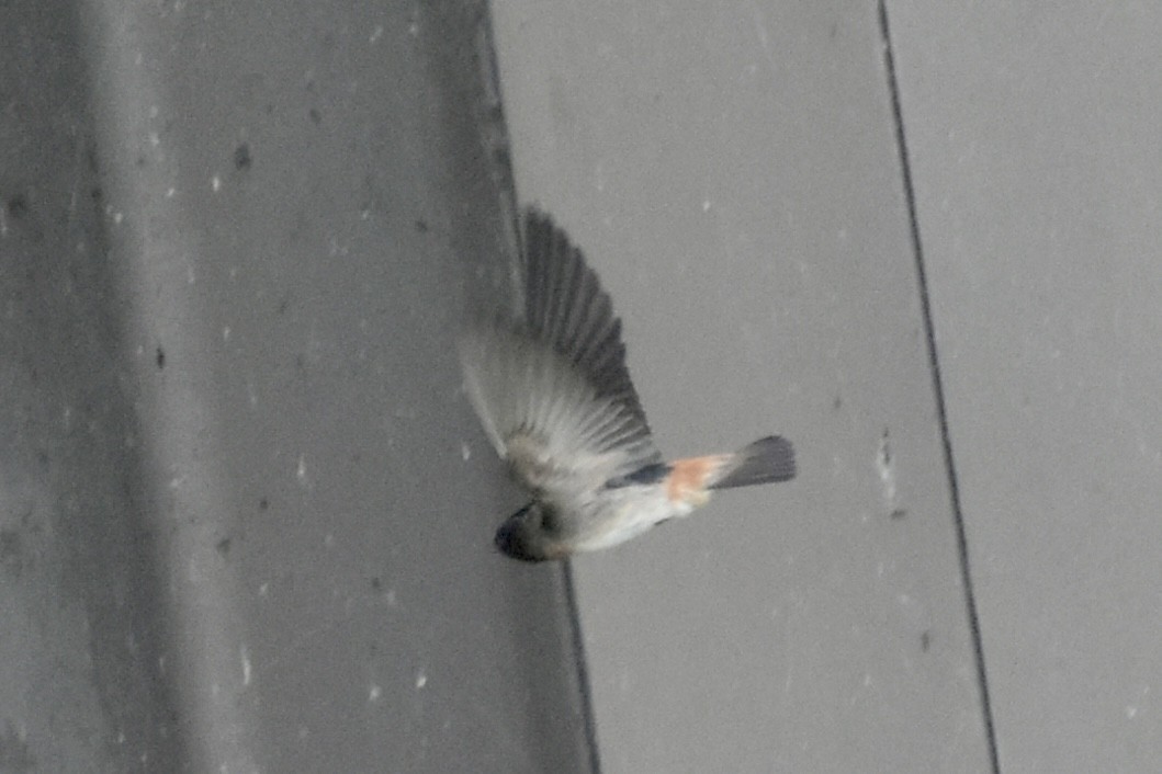 vlaštovka pestrá - ML640142537