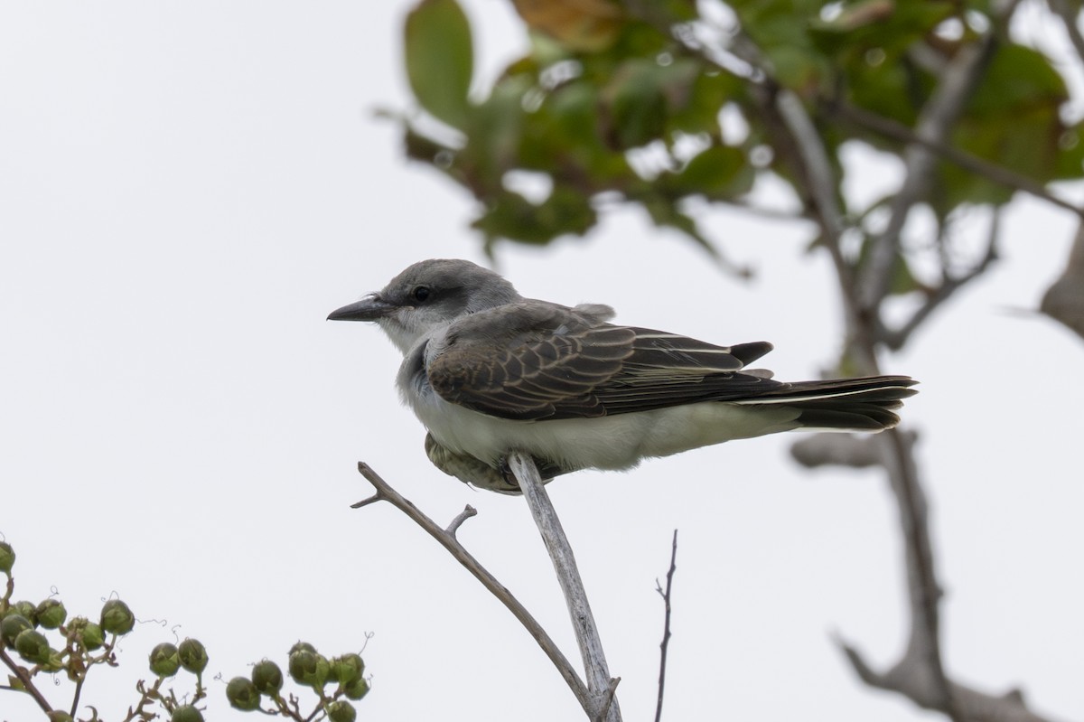 Gray Kingbird - ML640142591
