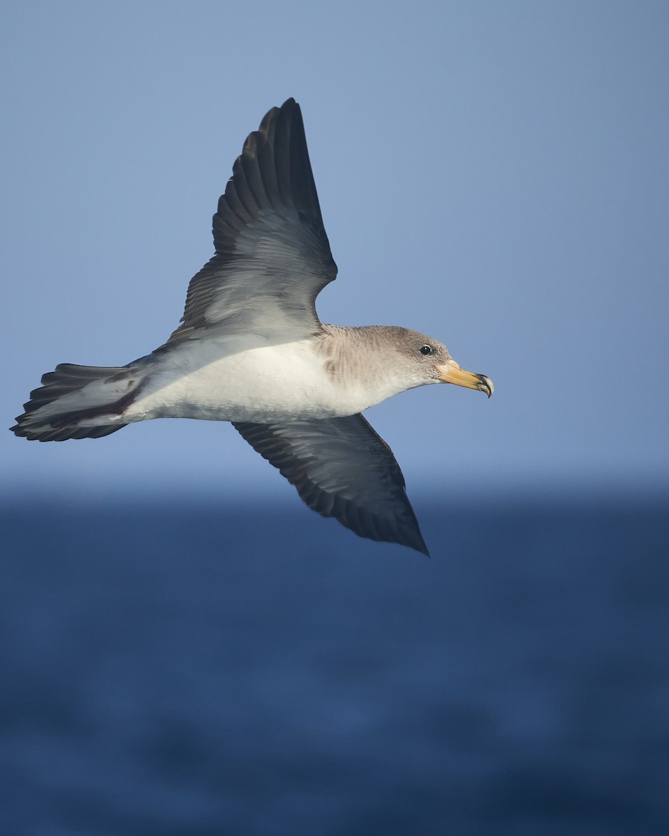 Cory's Shearwater - ML640142656