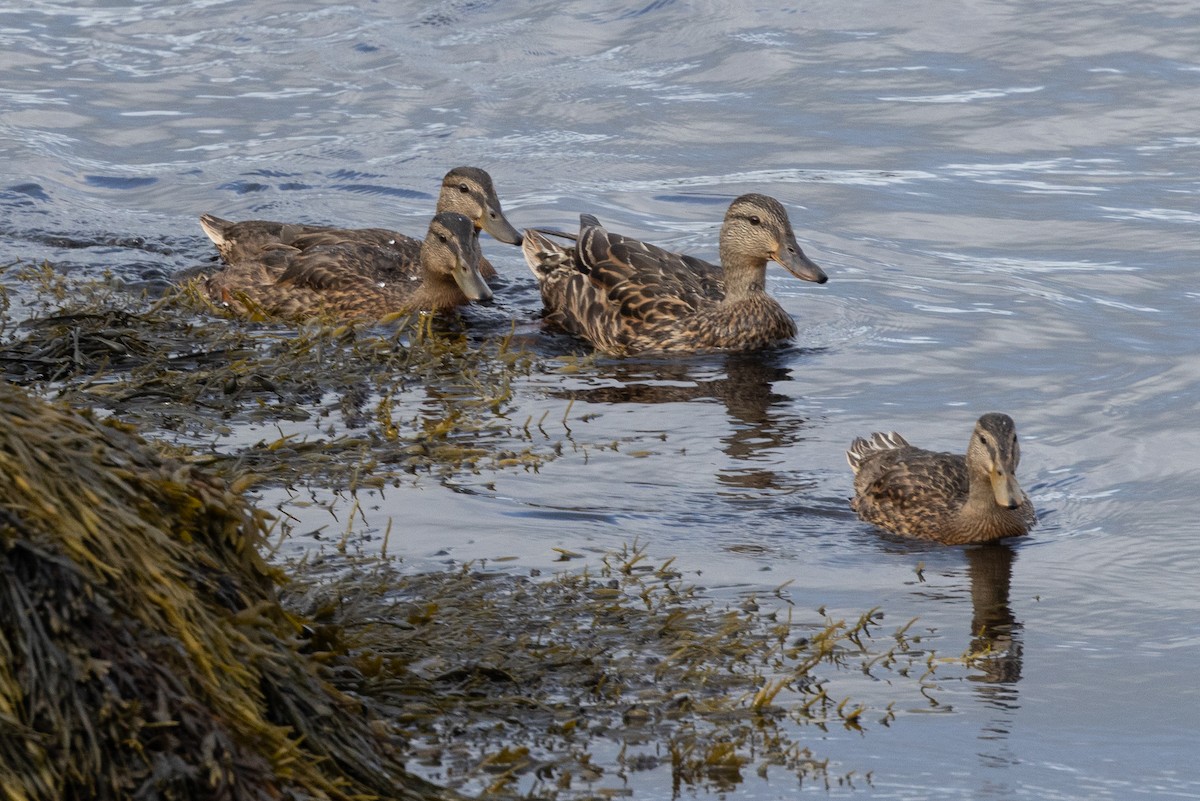 Mallard - ML640142680