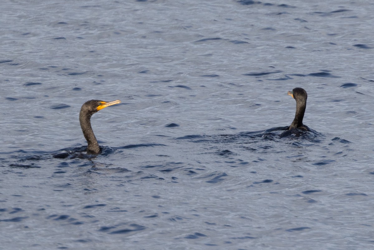 Double-crested Cormorant - ML640142699