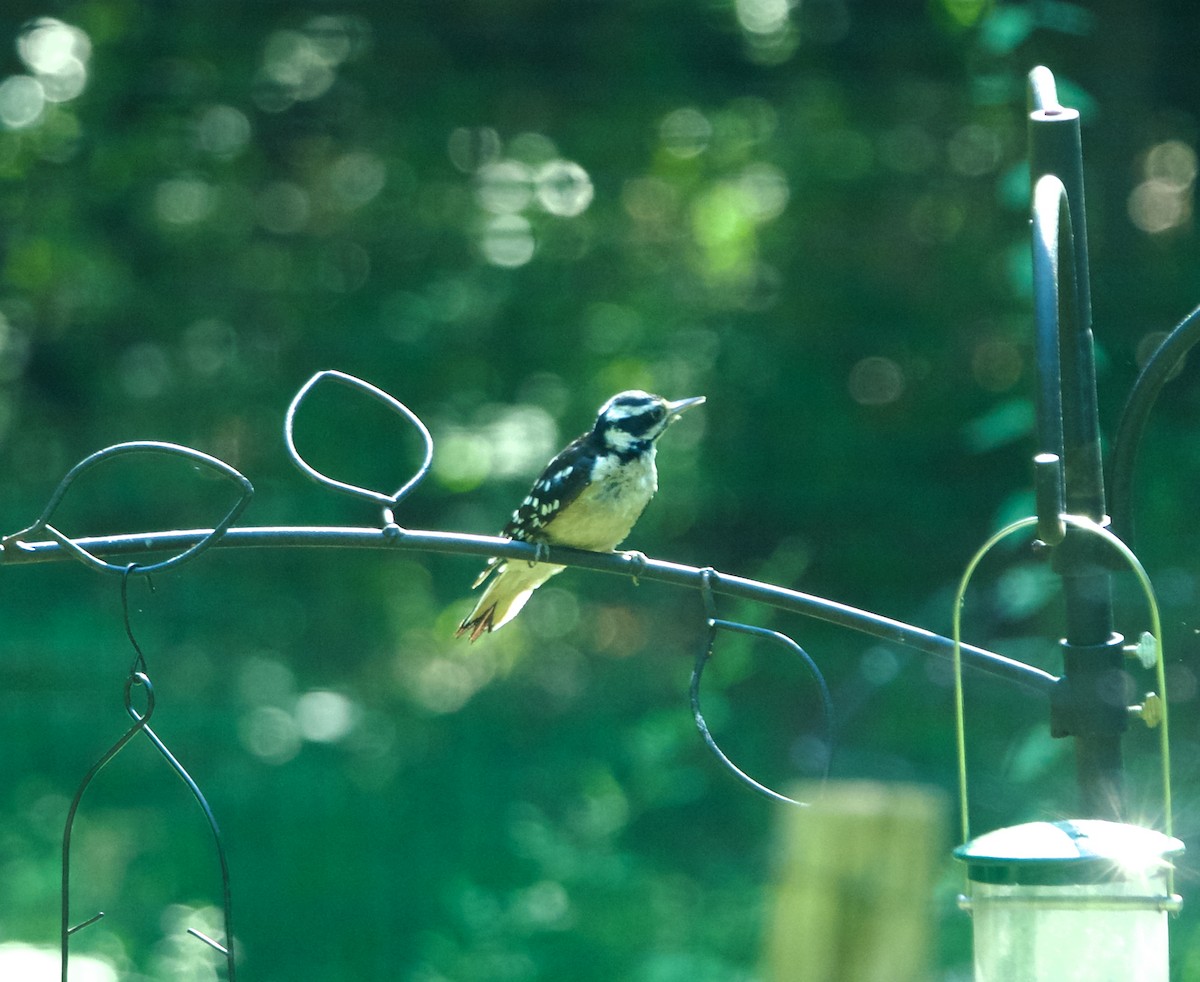 Hairy Woodpecker - ML640142848