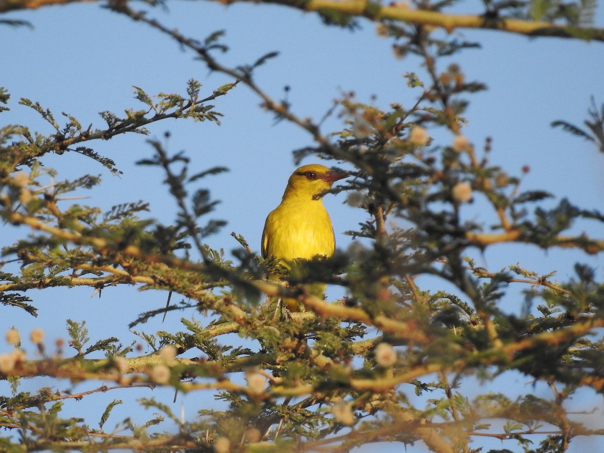 African Golden Oriole - ML640142861