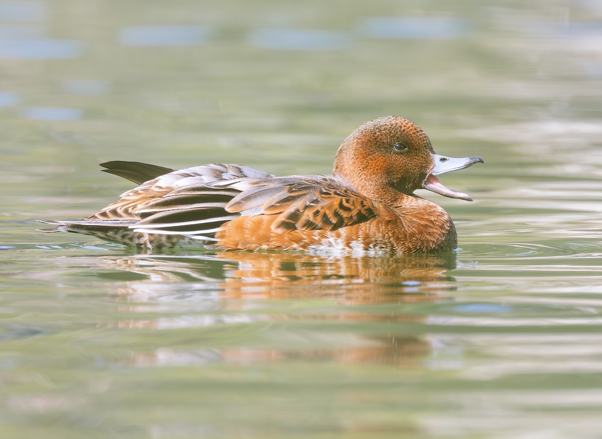 Eurasian Wigeon - ML640142866