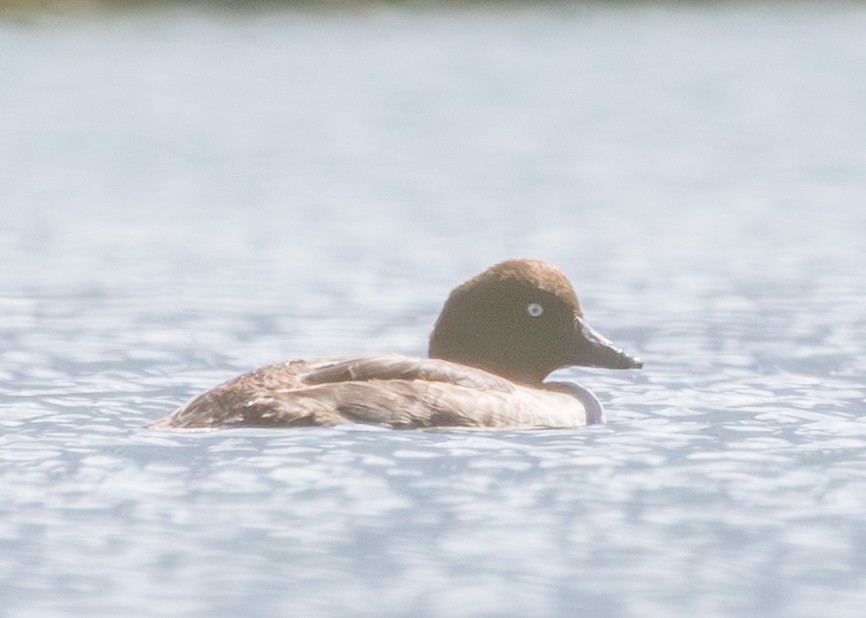 Common Goldeneye - ML640142878