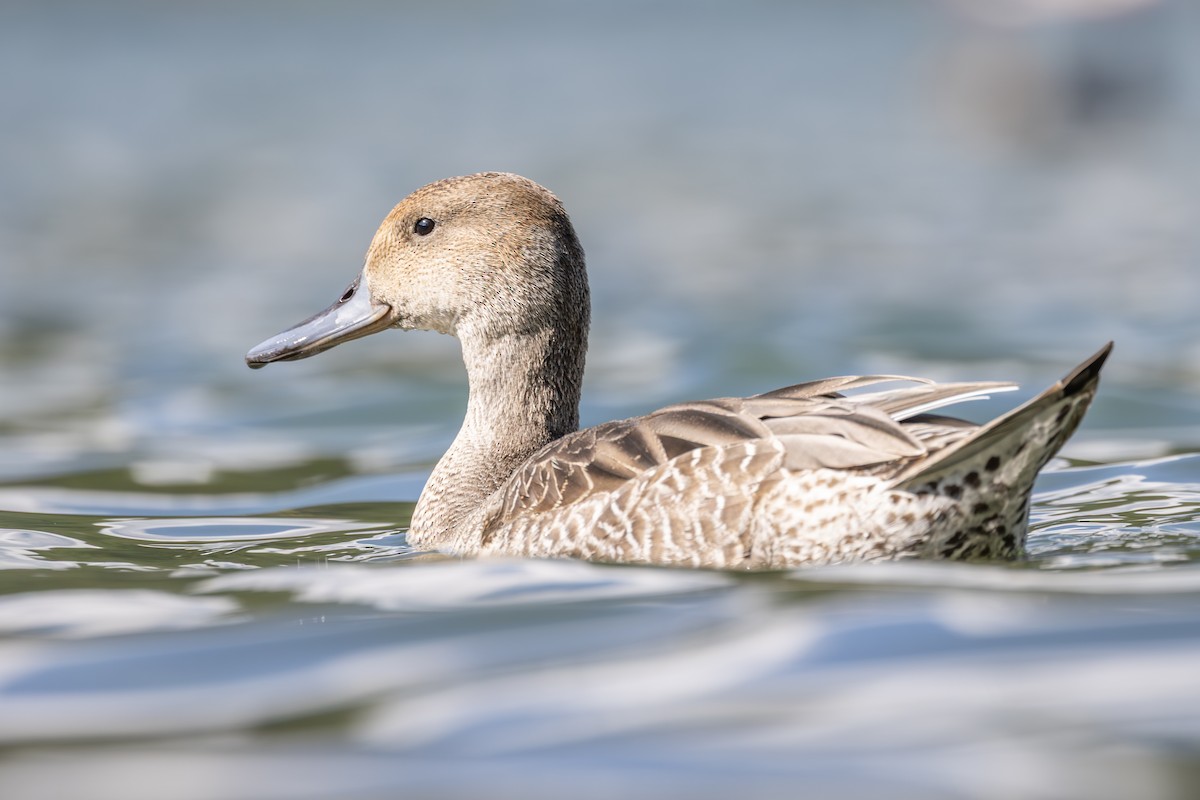 Northern Pintail - ML640142883