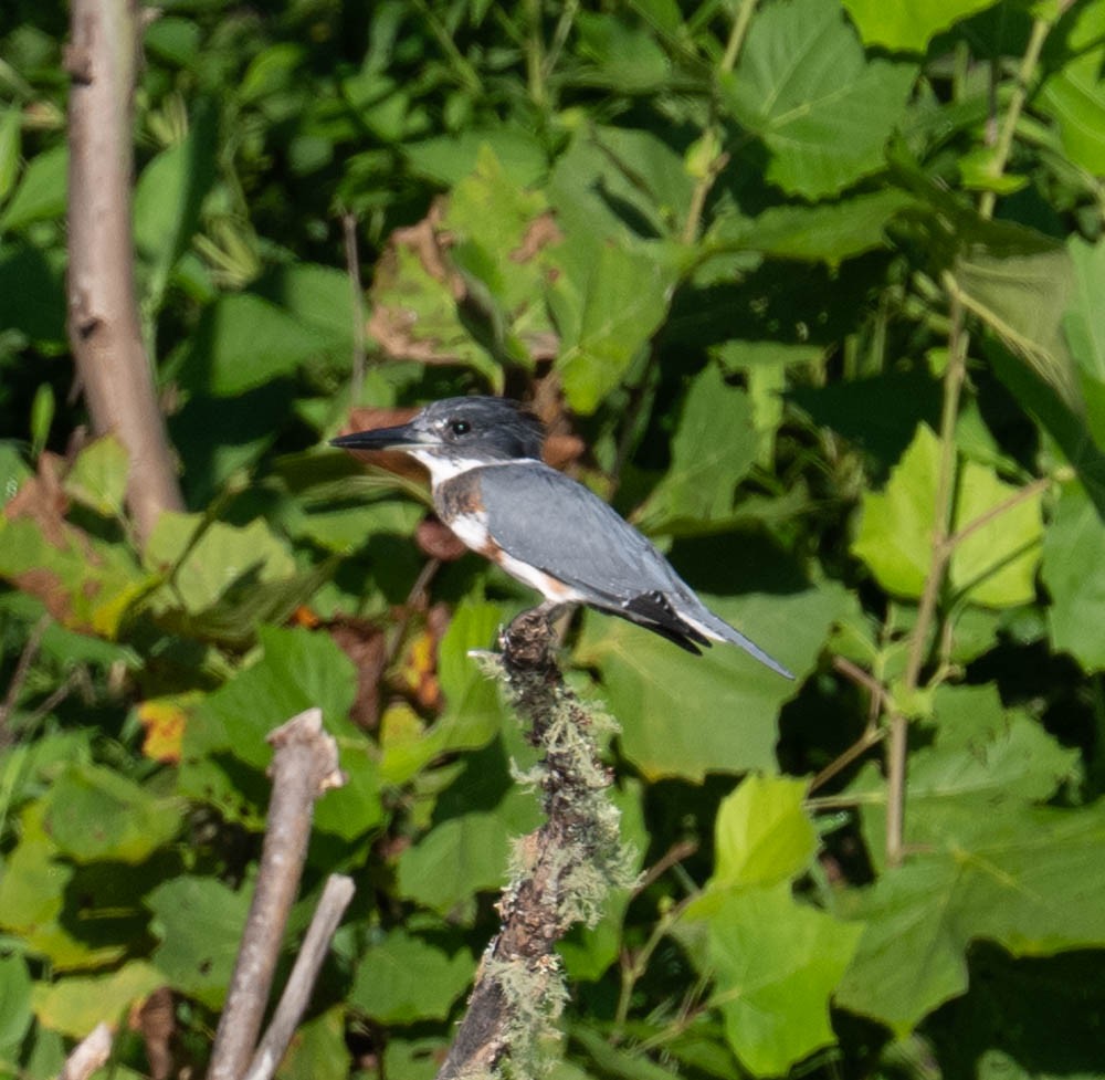 Belted Kingfisher - ML640142933