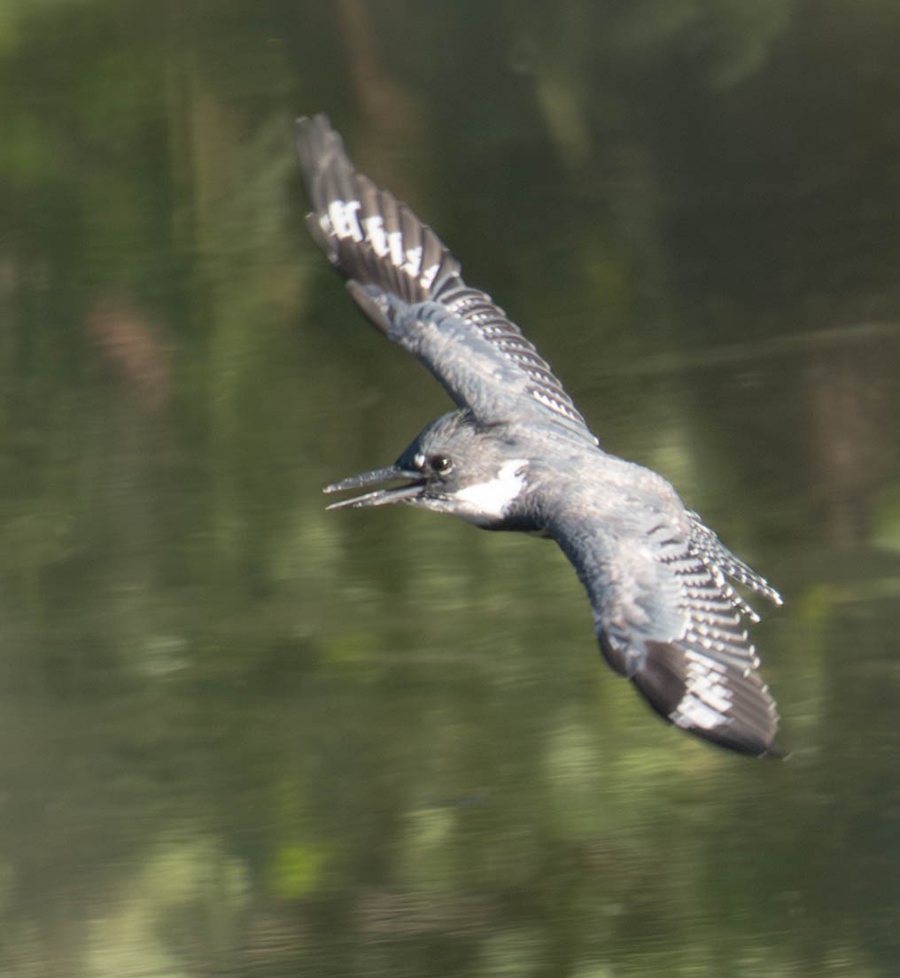 Belted Kingfisher - ML640142934