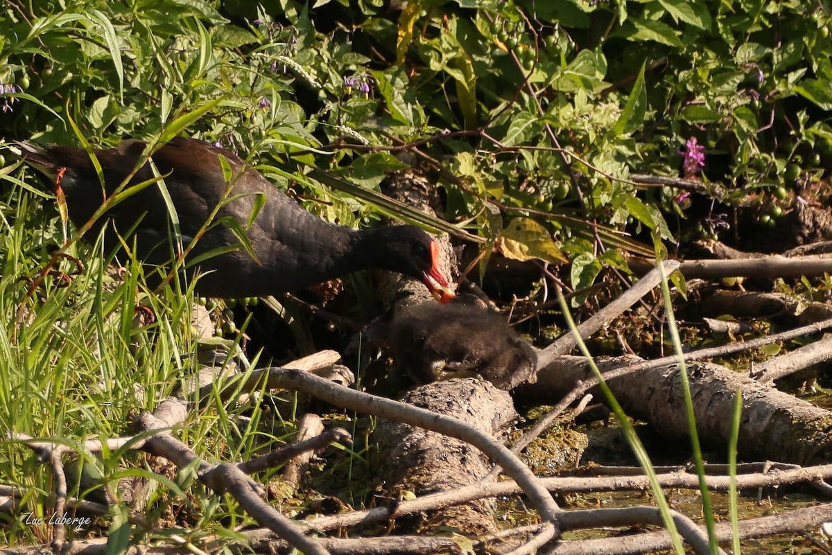 Common Gallinule - ML640143005