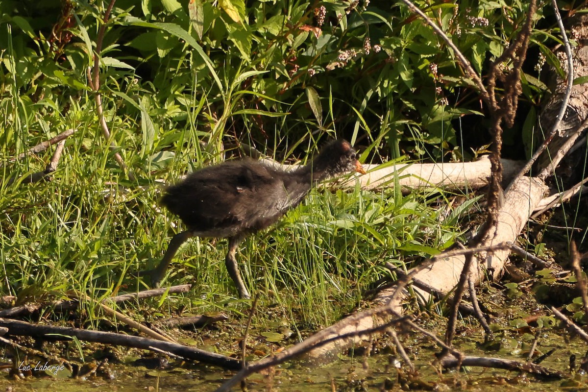 Common Gallinule - ML640143006