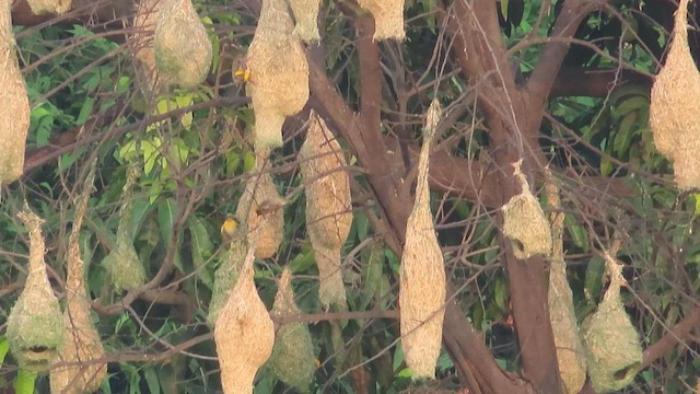 Baya Weaver - ML640143033