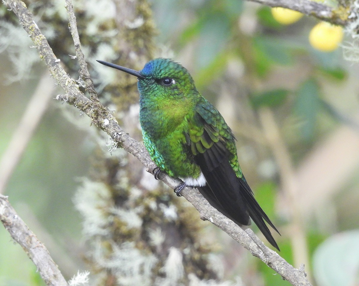 Sapphire-vented Puffleg - ML640143052