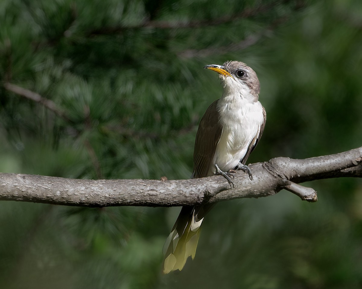 Yellow-billed Cuckoo - ML640143056