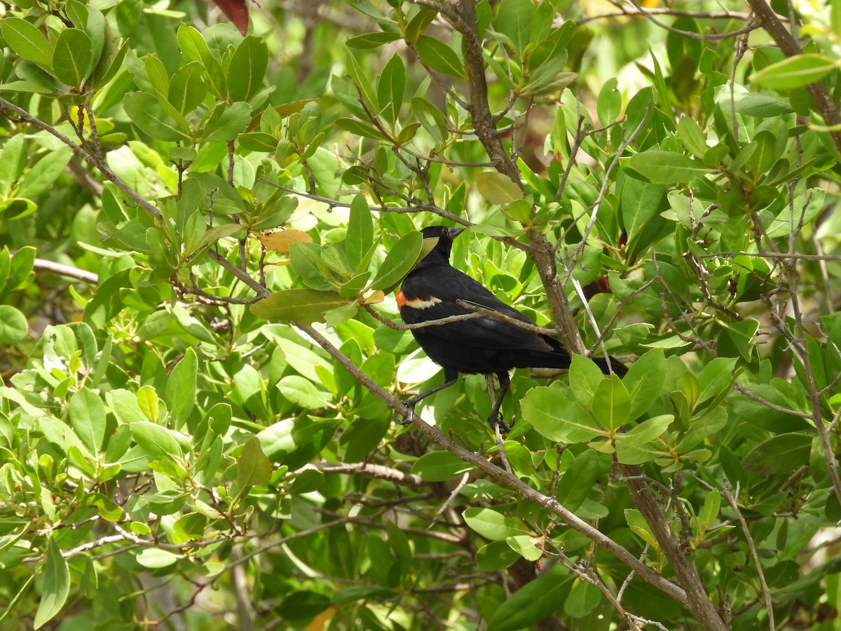 Red-winged Blackbird - ML640143069