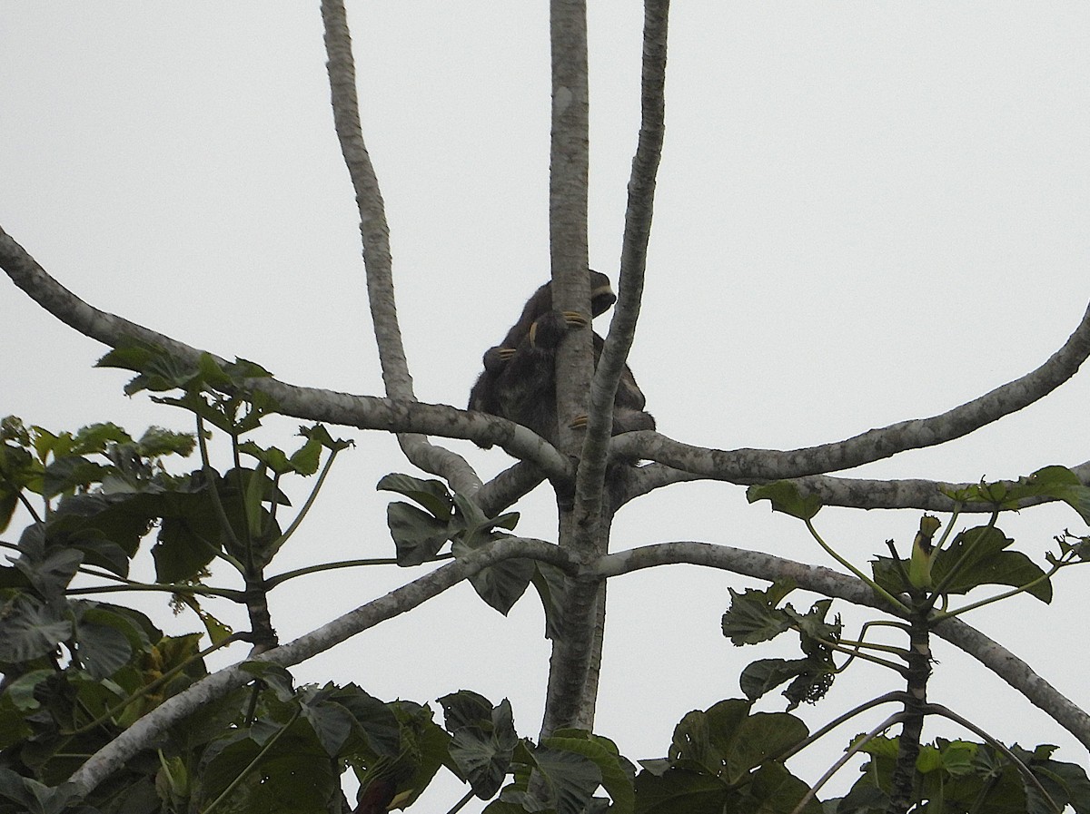 動物界 - ML640143078