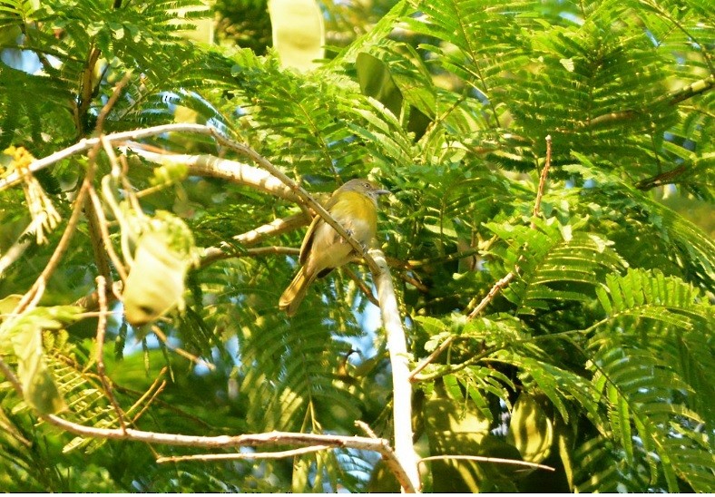 Lemon-chested Greenlet - ML640143109