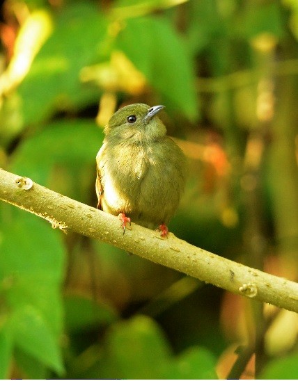 White-bearded Manakin - ML640143125
