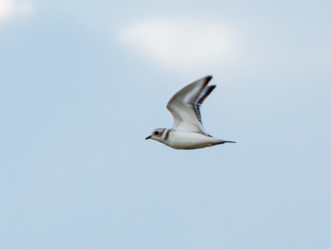 Piping Plover - ML640143140