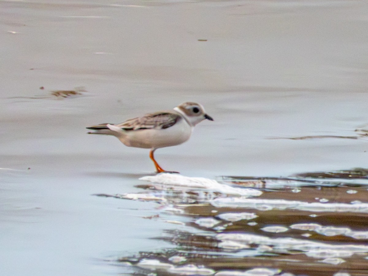 Piping Plover - ML640143142