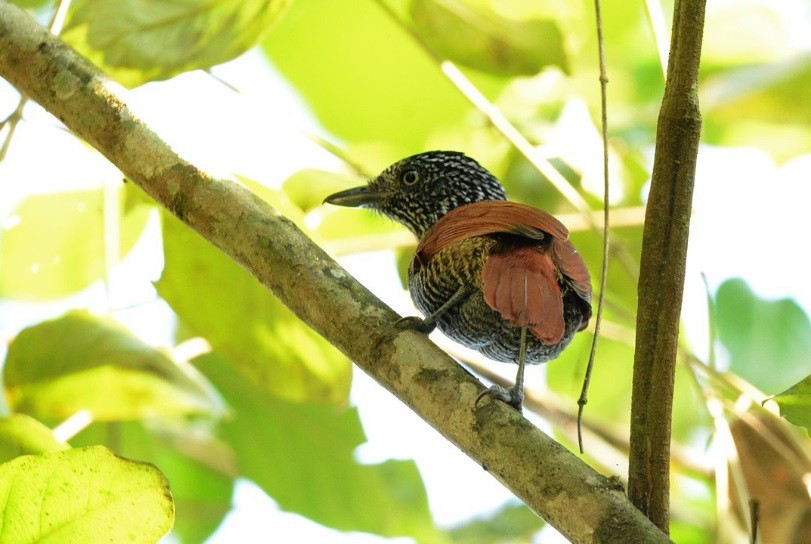 Chestnut-backed Antshrike - ML640143192