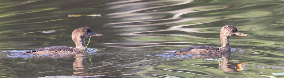 Hooded Merganser - ML640143260