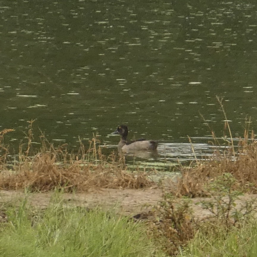 Ring-necked Duck - ML640143290