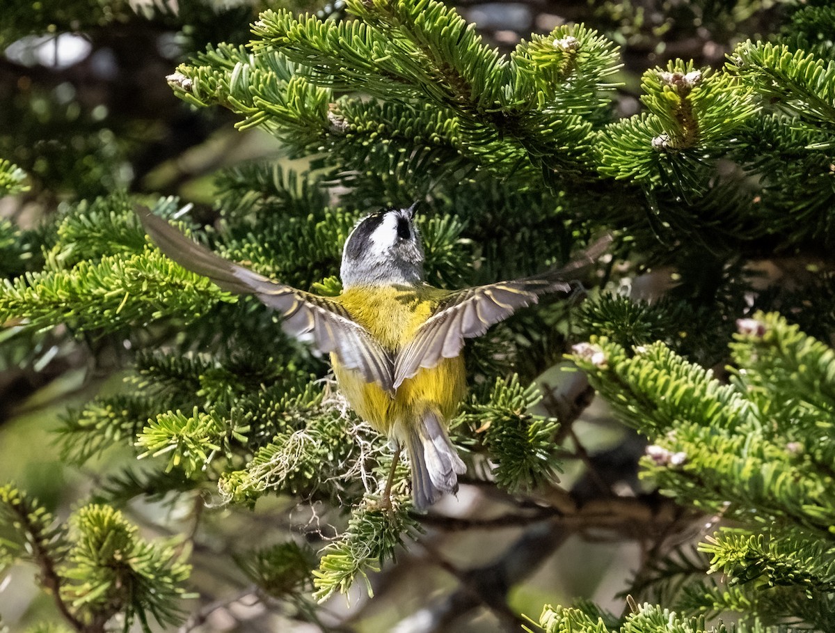 Flamecrest - ML640143334