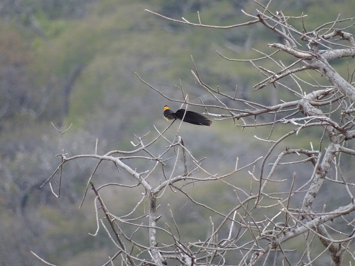 Broad-tailed Paradise-Whydah - ML640143379