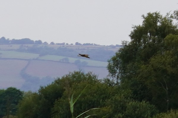 Eurasian Bittern - ML640143413