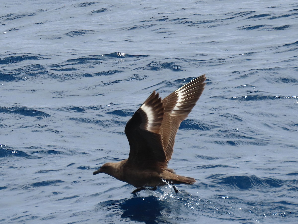 South Polar Skua - ML640143470