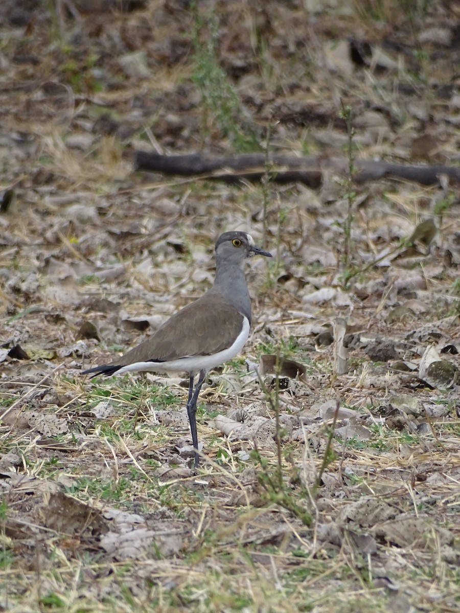 Senegal Lapwing - ML640143483