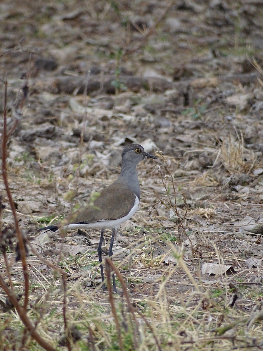 Senegal Lapwing - ML640143485