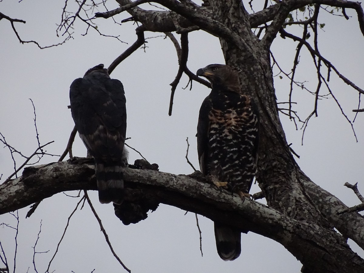 Crowned Eagle - ML640143507