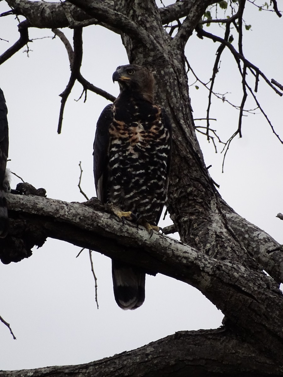 Crowned Eagle - ML640143508
