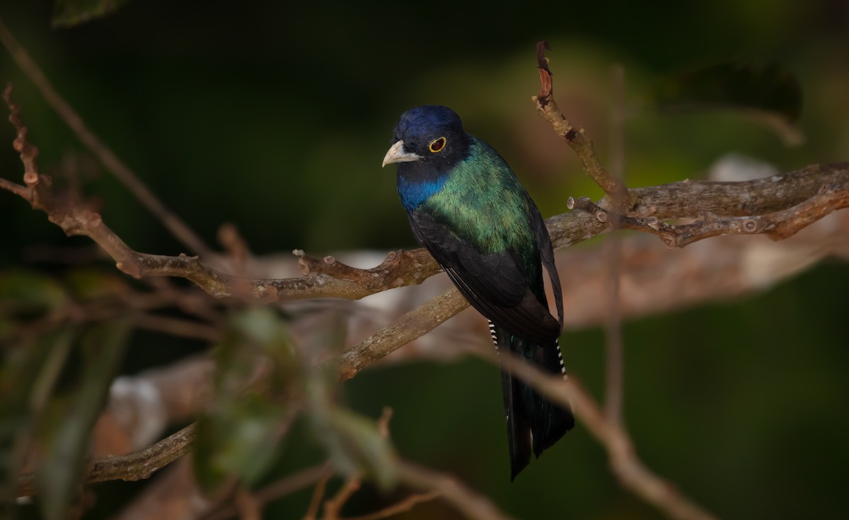 amazontrogon - ML640143513