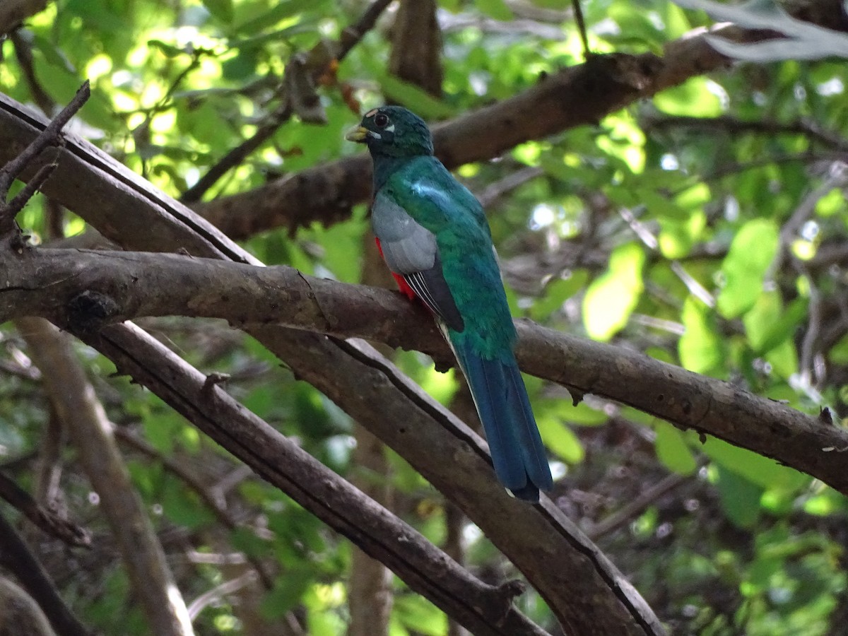 Narina Trogon - ML640143531