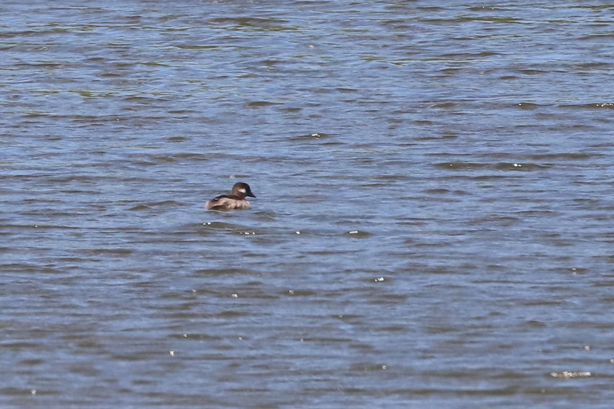 Bufflehead - ML640143559