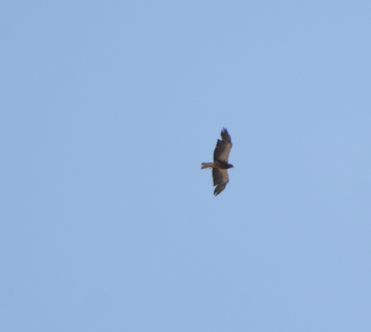 Swainson's Hawk - ML640143592