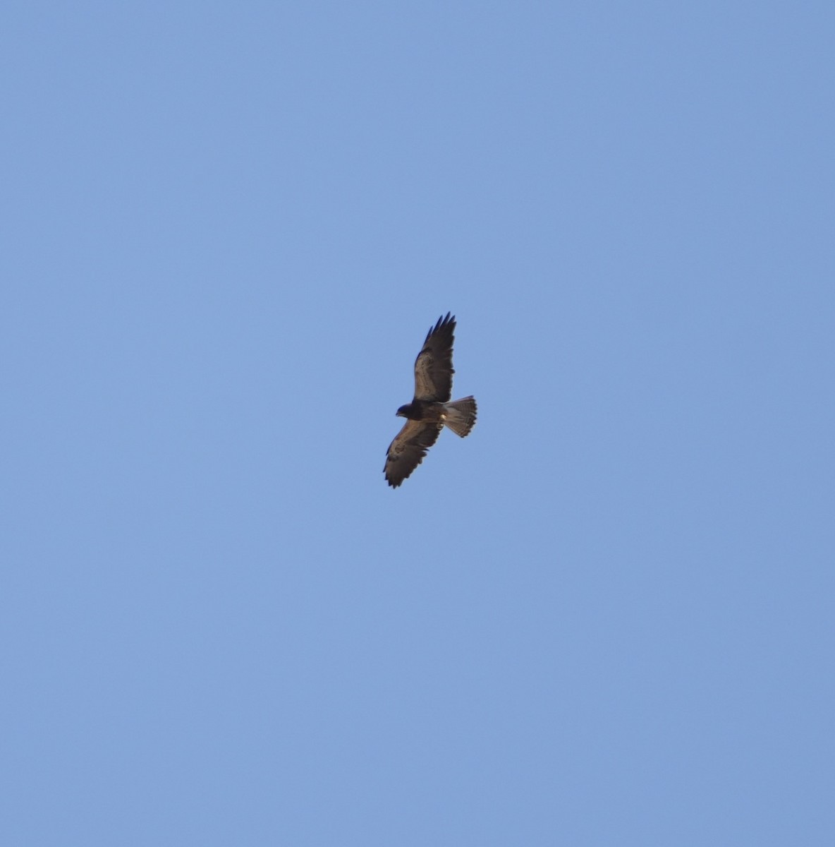 Swainson's Hawk - ML640143622