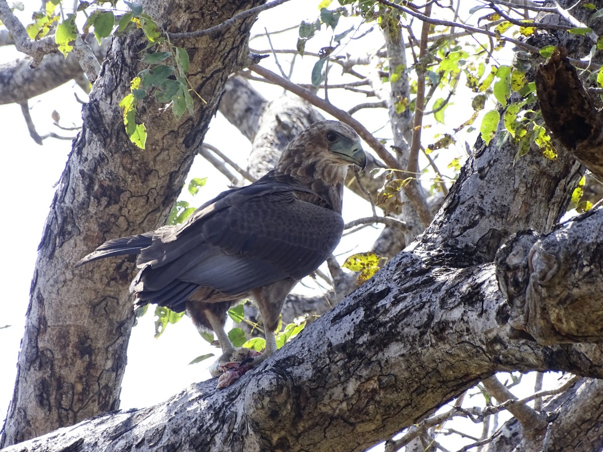 Bateleur - ML640143646
